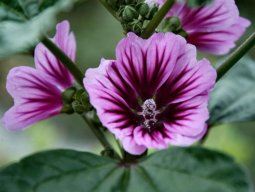 malva